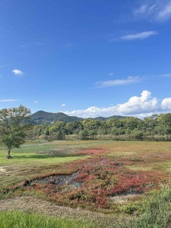 アッケシソウ自生地へ