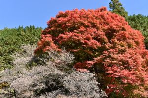 神代四季桜