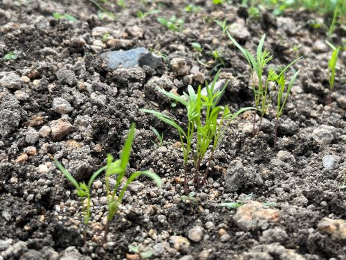 きれいにニンジンの芽だけが出てきた畑