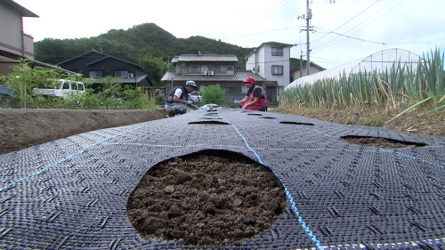 苗を植える様子