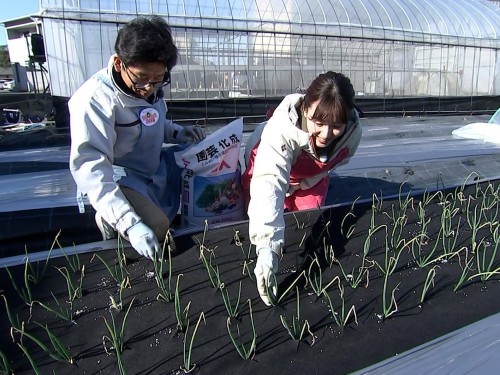 追肥をするたむたむと難波リポーター