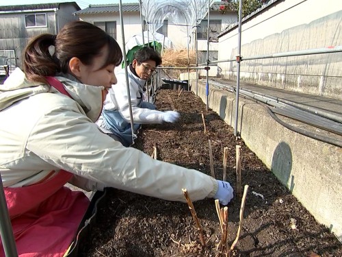 茎を抜くたむたむと難波リポーター