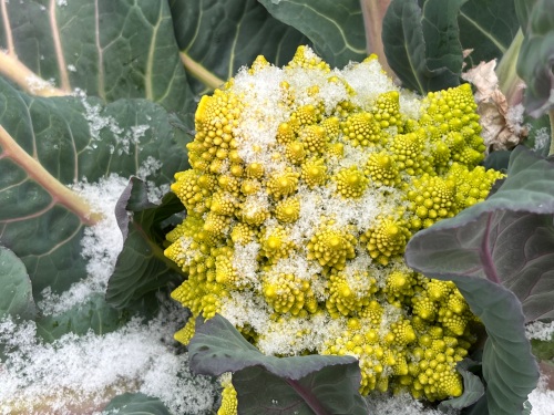 ロマネスコの上に雪がかぶった様子