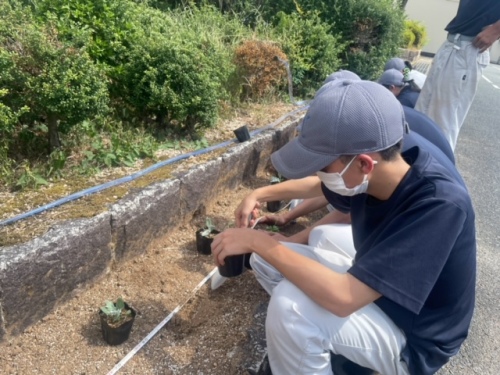 花壇に植栽する生徒たち