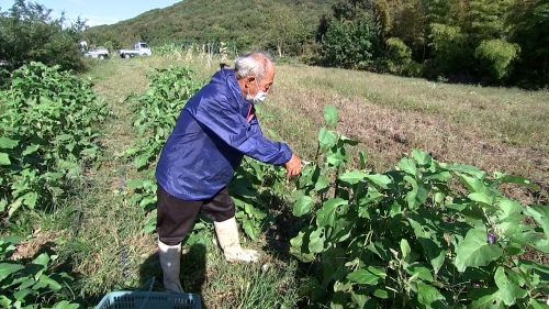 白ナス畑で世話をする谷口さん