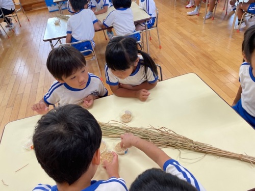 もみや米の粒を観察する園児の様子