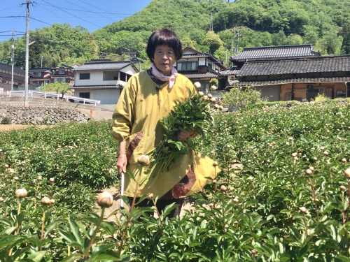 シャクヤク生産者の森川信江さん(80)