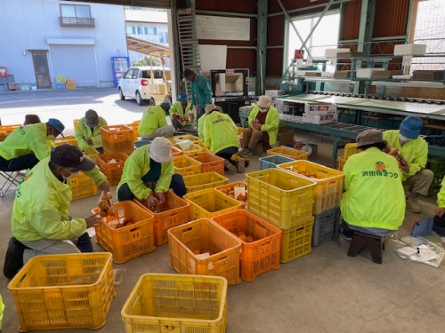 出荷準備をされている沢田生産組合のみなさん