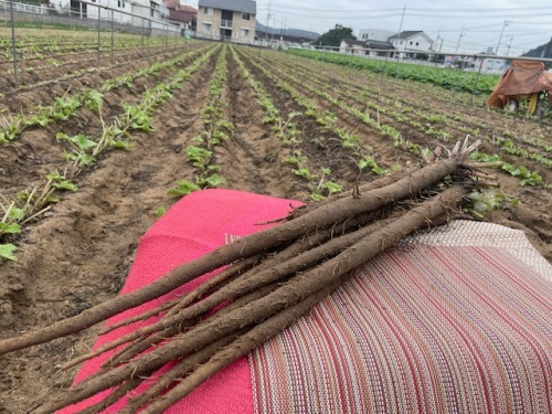 連島ごぼう