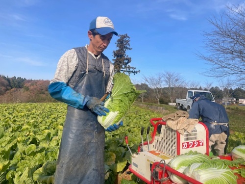 JA岡山 加茂川秋冬野菜部会 片山 友孝さん