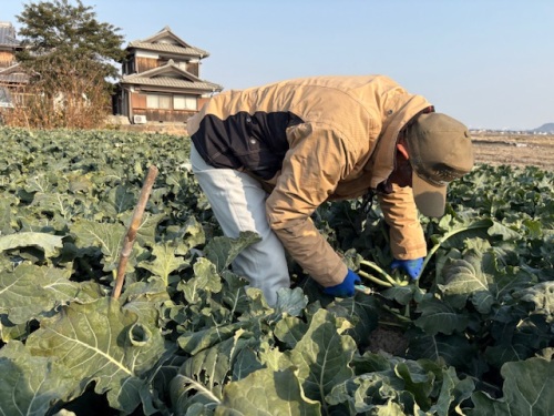 畑でブロッコリーの世話をする井戸さん