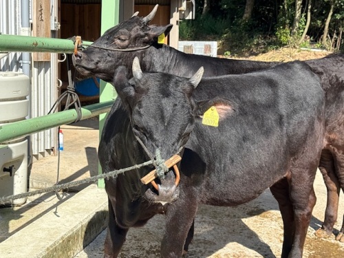 内田さん自慢の牛です