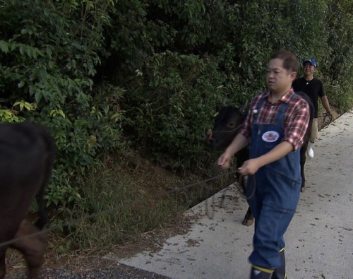 いとさだに引かれながら散歩をするハローさん。