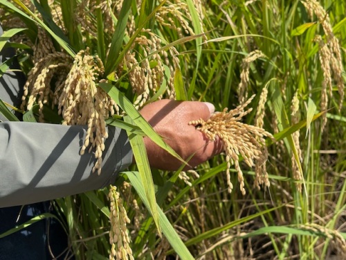 10月に入って稲刈りが始まりました。