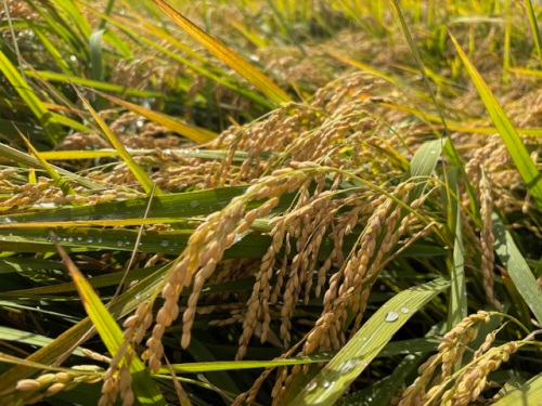 米の品種クイズ