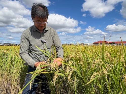 生産者にとっても、魅力的な品種!