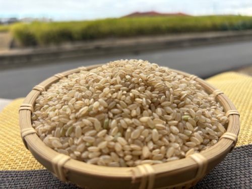 濁りも変色もない玄米