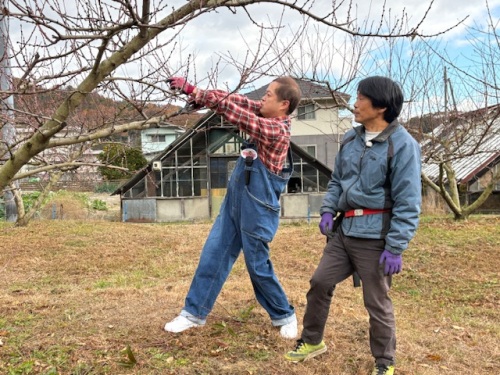 せん定に挑戦するハローさん