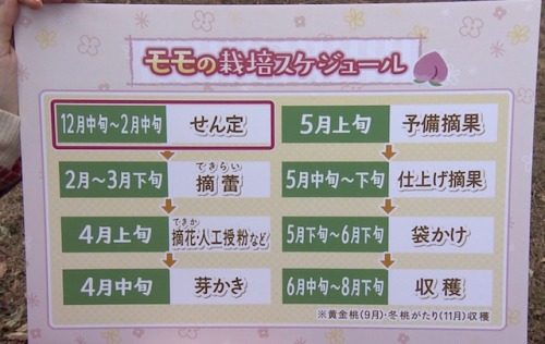 モモの栽培スケジュール