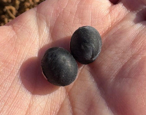 殻をとった作州黒