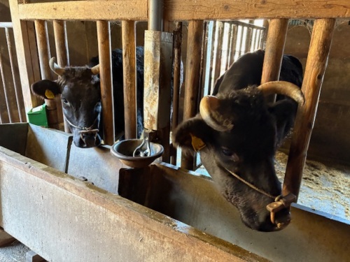 千屋牛の元となる子牛