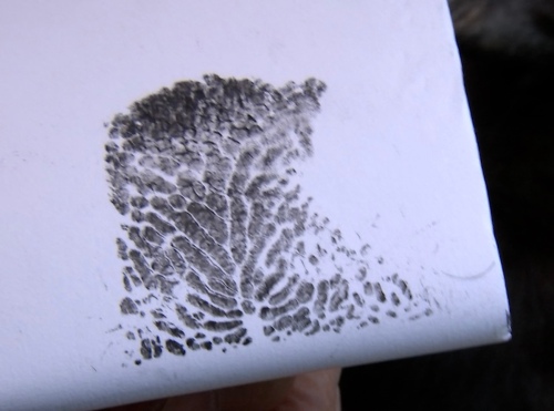 個体識別に登録