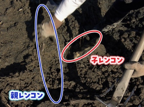 髙橋さんが子レンコンの根元に、親レンコンが埋まっていることを発見する