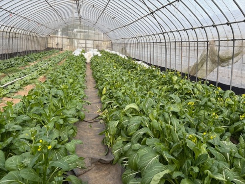 15種類を超える作物を栽培