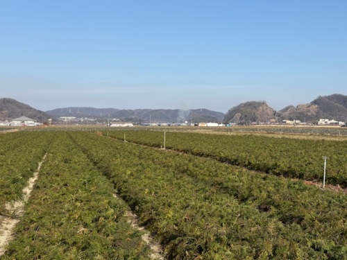 奥行き100メートルもある広い畑