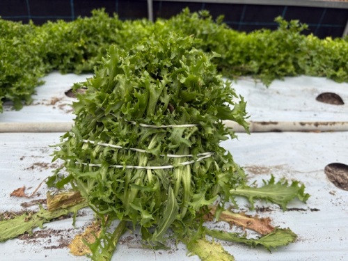 エンダイブ 結束作業