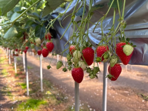 イチゴ狩りが人気の観光農園