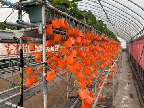 約9000株のポット