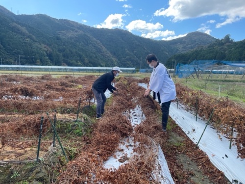 福島さんの畑で銀沫の栽培に挑戦するハロー植田さん