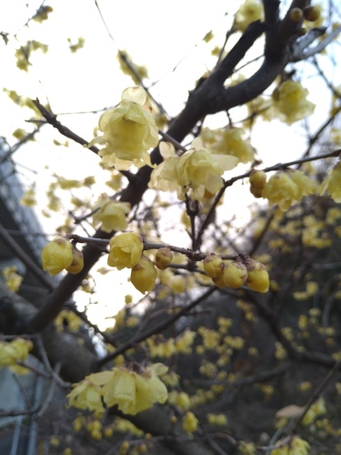 ロウバイの花 | 倉敷市　まるちゃんさん