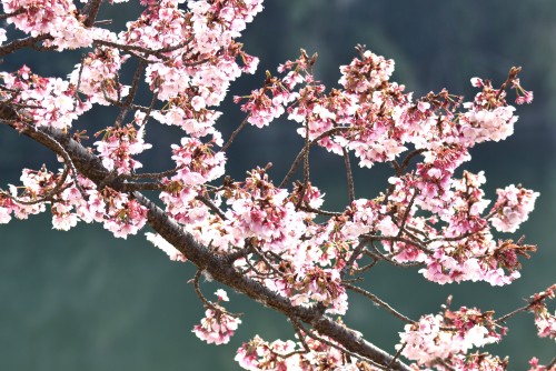 寒桜 | 高松市　ジェネラル・ポチさん