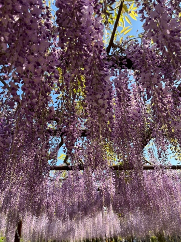 紫のカーテン | 岡山市　ながさん