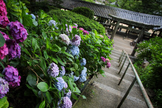 吉備津神社の紫陽花 | 岡山市　かんちゃんさん