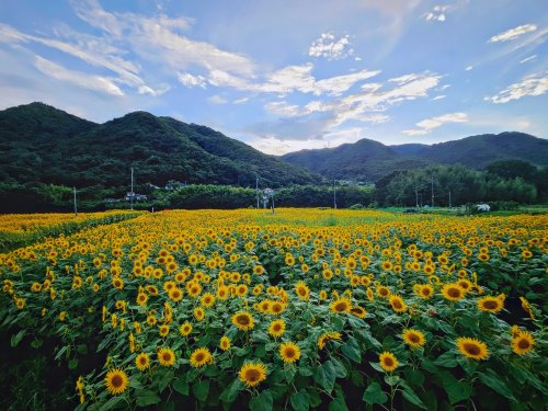 満開のひまわり畑 | 岡山市　河西さん