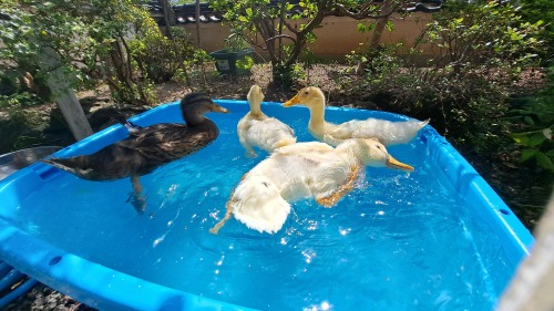 水浴び最高 | 真庭市　おぴこさん