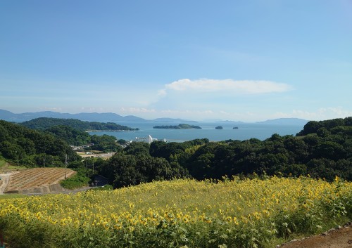 夏の花ひまわり | 備前市　土橋さん