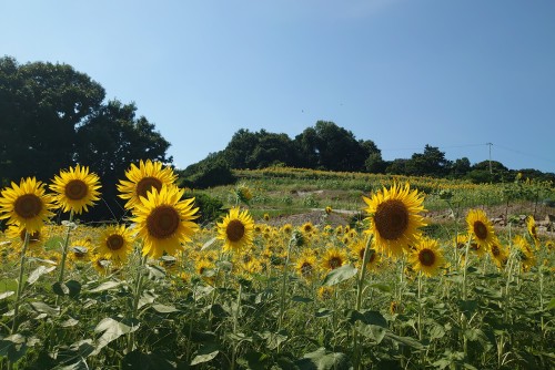 夏の花ひまわり | 備前市　土橋さん