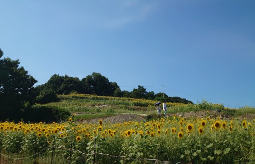 夏の花ひまわり | 備前市　土橋さん