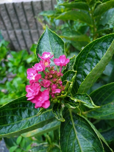 紫陽花 | 総社市 チップわんさん