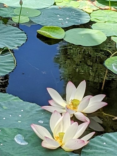 蓮の花 | 多度津町　島本さん