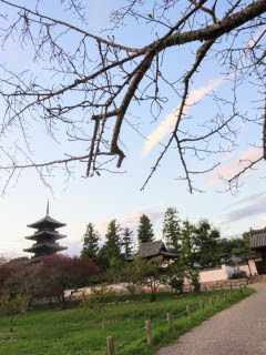 備中国分寺の桜の花が… | 倉敷市　まるちゃんさん