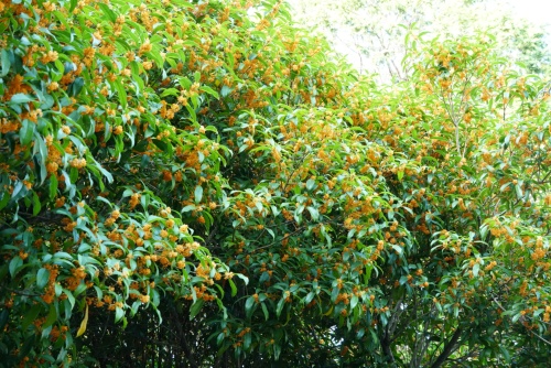 キンモクセイ鈴なりの花 | 岡山市　横山さん