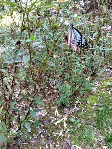 アサギマダラが飛来してます。 | 瀬戸内市　野﨑さん