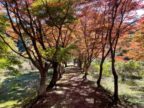 越畑ふるさと村の紅葉 | 岡山市　マーさん