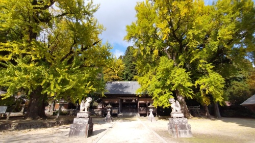 福田神社のイチョウ | 真庭市　小割さん