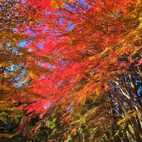 奥津渓の紅葉 | 岡山市　ガスくんさん